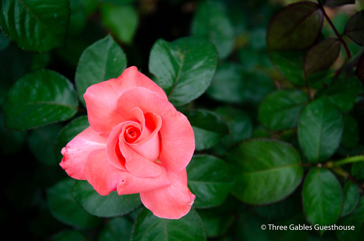 Green Gables Guesthouse Garden